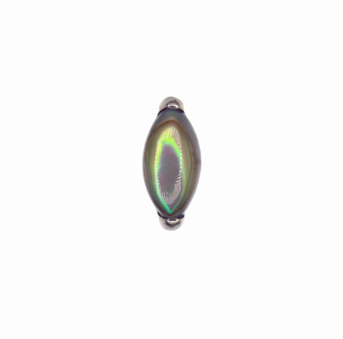 1 muszla abalone.jpg